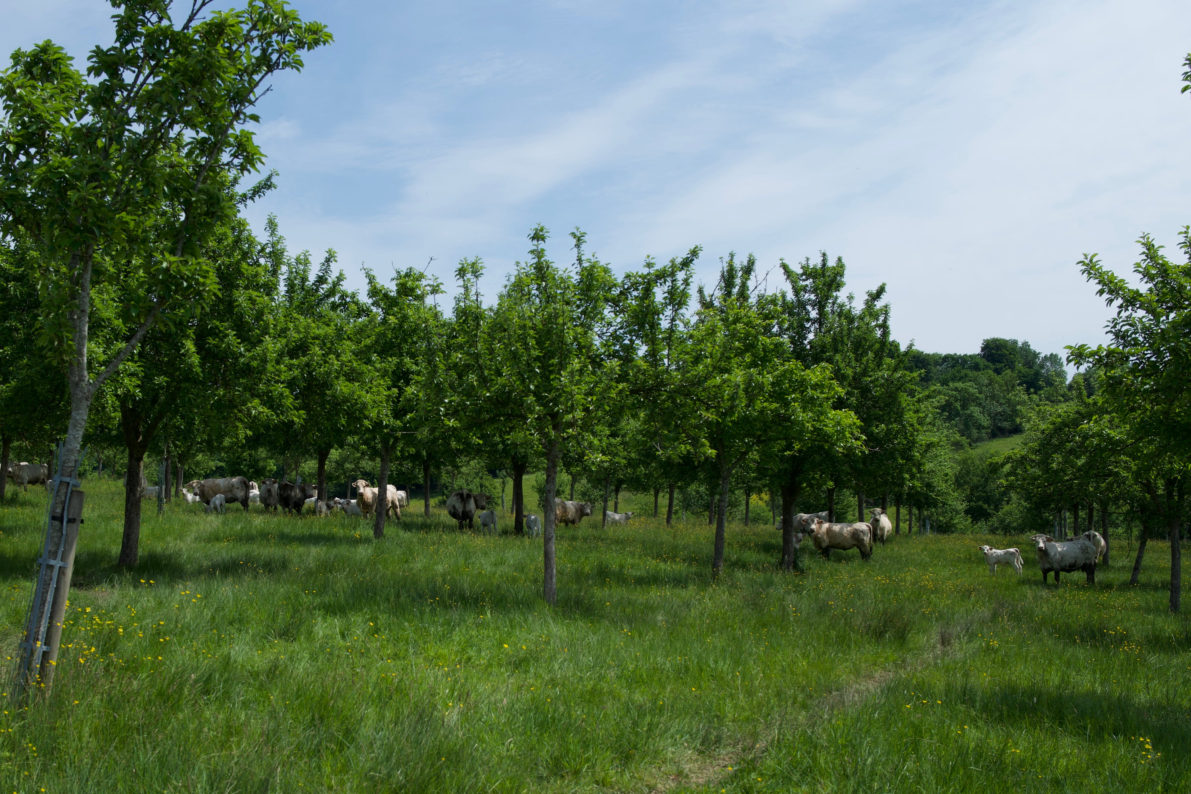 Champ Pré Girard 